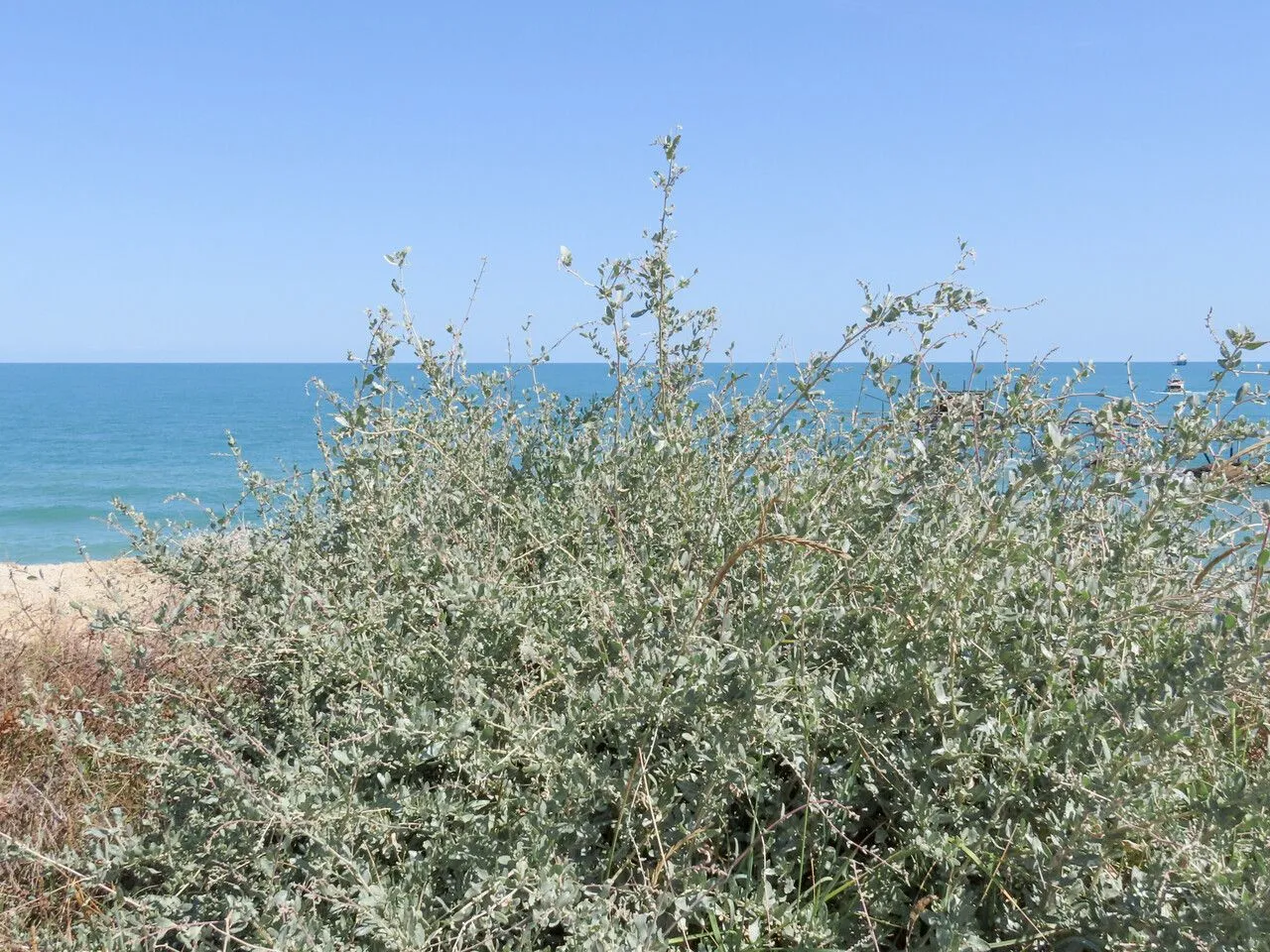 Sea orache (Atriplex halimus, Sp. Pl.: 1052 (1753))