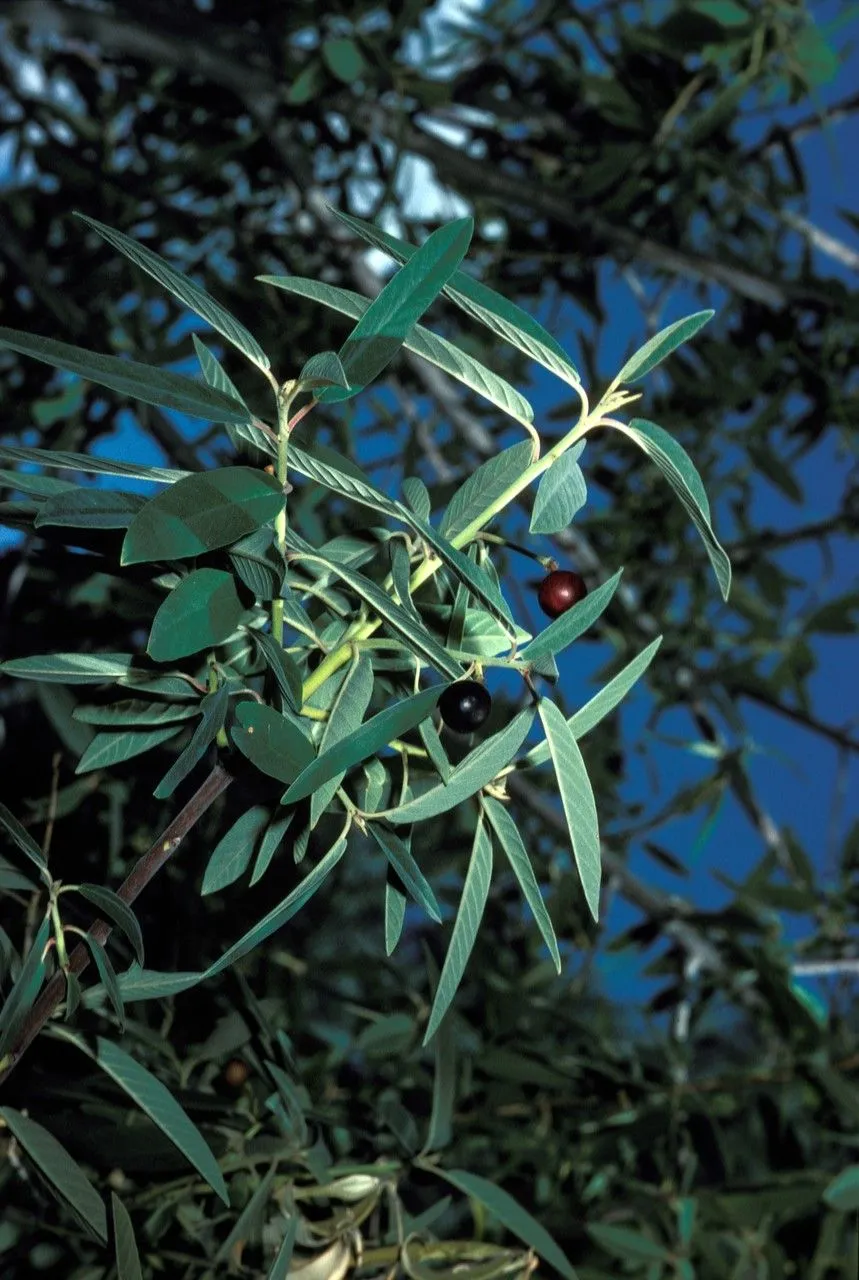 California buckthorn (Frangula californica, Gen. Amer. Bor. 2: 178 (1849))