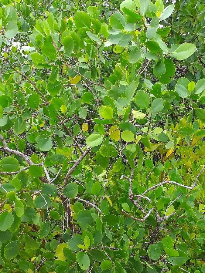 Mangrove apple (Sonneratia alba, A.Rees, Cycl. 33: n.º 2 (1816))