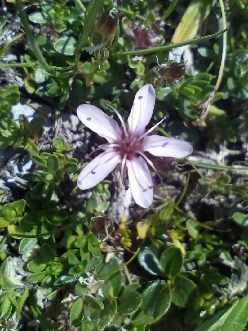 Pink sandwort (Arenaria purpurascens, J.B.A.M.de Lamarck & A.P.de Candolle, Fl. Franç., éd. 3, 4: 785 (1805))