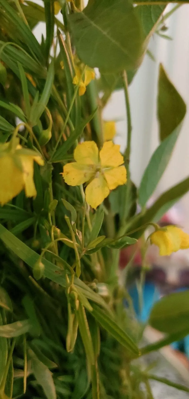 Fourflower yellow loosestrife (Lysimachia quadriflora, Bot. Mag. 18: t. 660 (1803))