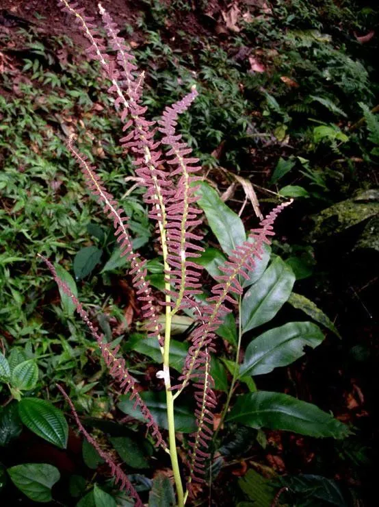 Woodland islandfern (Olfersia cervina, Flora 7(1): 312 (1824))