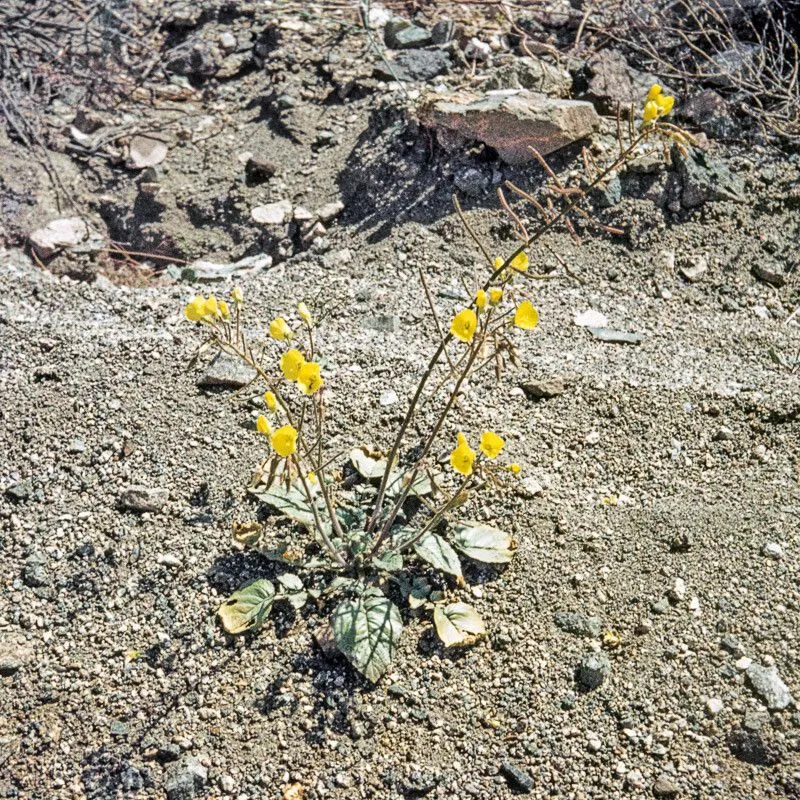 Yellow cups (Chylismia brevipes, “Bull. Torrey Bot. Club 23:194. 1896 “”<I>Chylisma</I>“””)