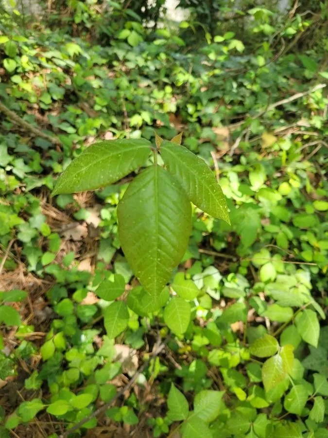 Poison-ivy (Toxicodendron radicans, Revis. Gen. Pl. 1: 153 (1891))