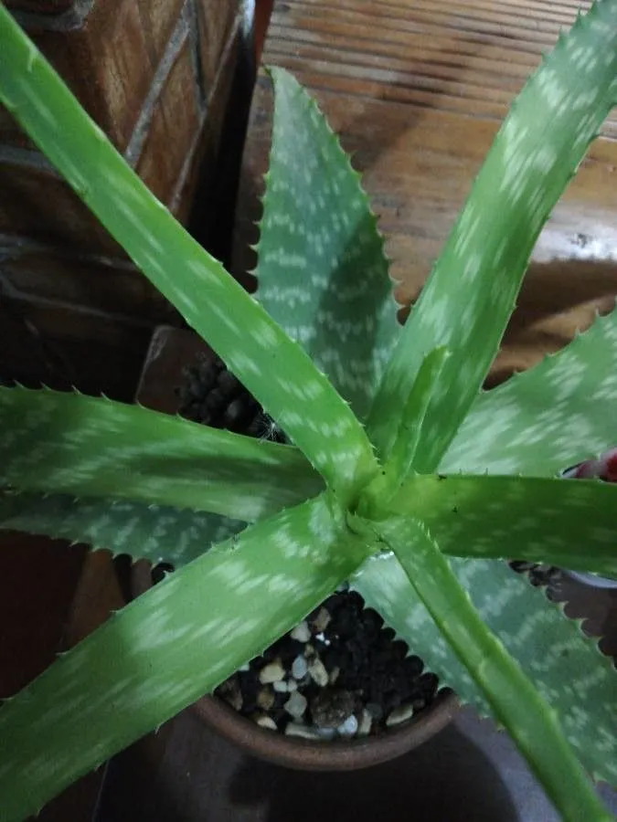 Broadleaf aloe (Aloe maculata, Auct. Syn. Meth. Stirp. Hort. Regii Taur.: 13 (1773))