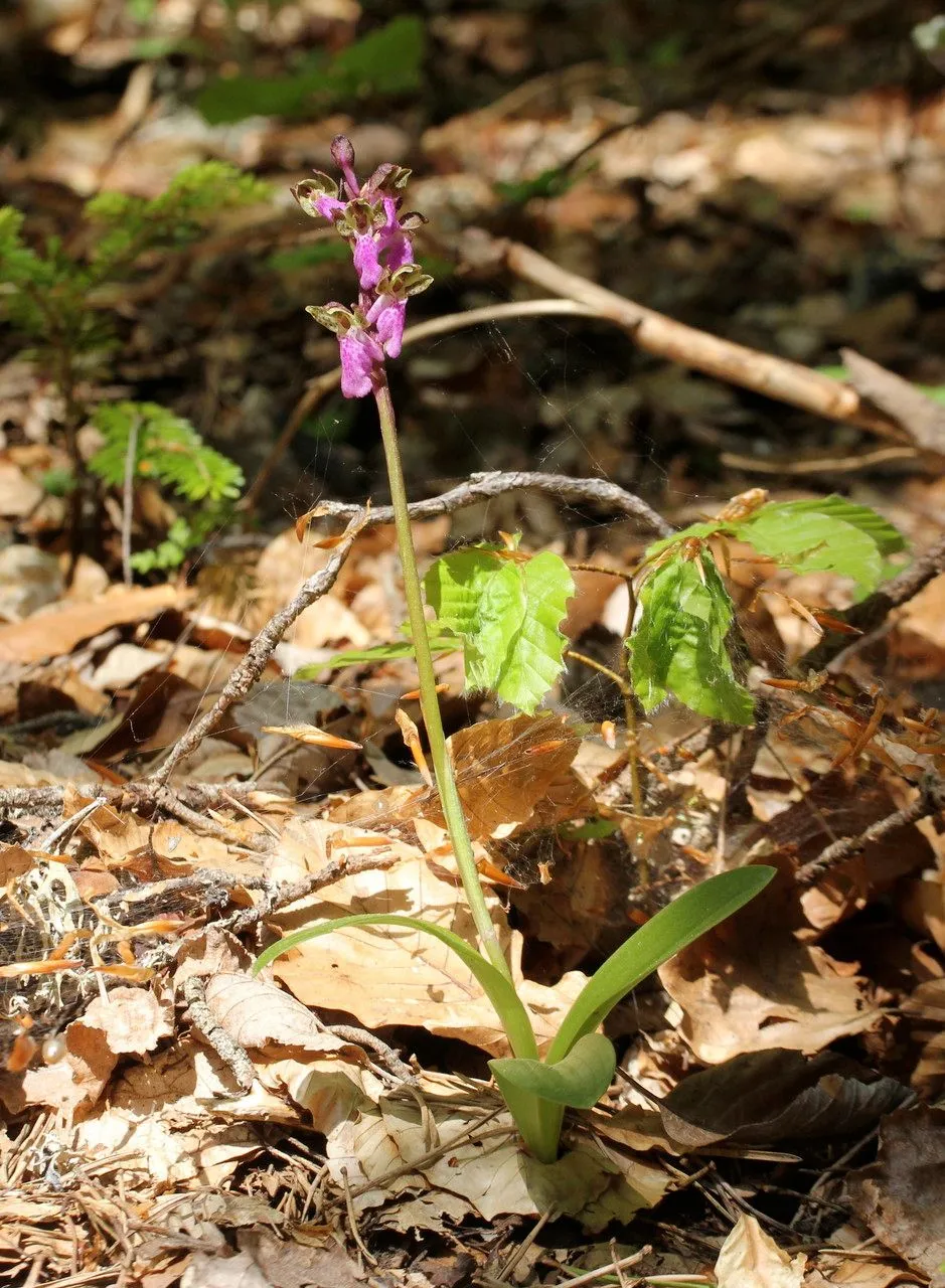 Spitzel’s orchid (Orchis spitzelii, Syn. Fl. Germ. Helv.: 686 (1837))