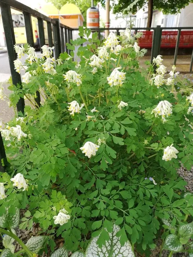 Pale corydalis (Pseudofumaria alba, Opera Bot. 88:32. 1986)