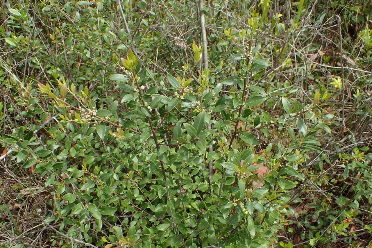 Large gallberry (Ilex coriacea, Fl. South. U.S.: 270 (1860))