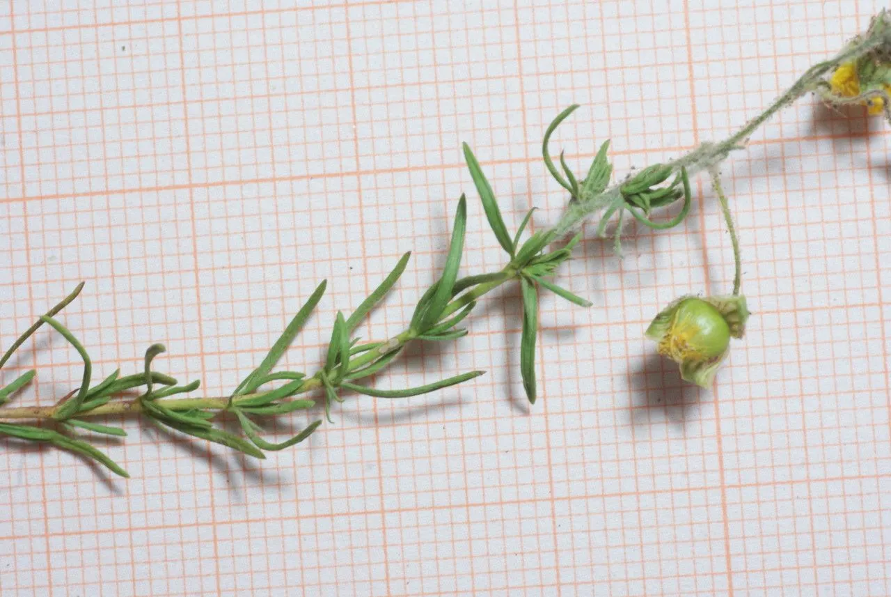 Smooth needle-rockrose (Fumana laevis, Bol. Soc. Esp. Hist. Nat. 1: 209 (1901))