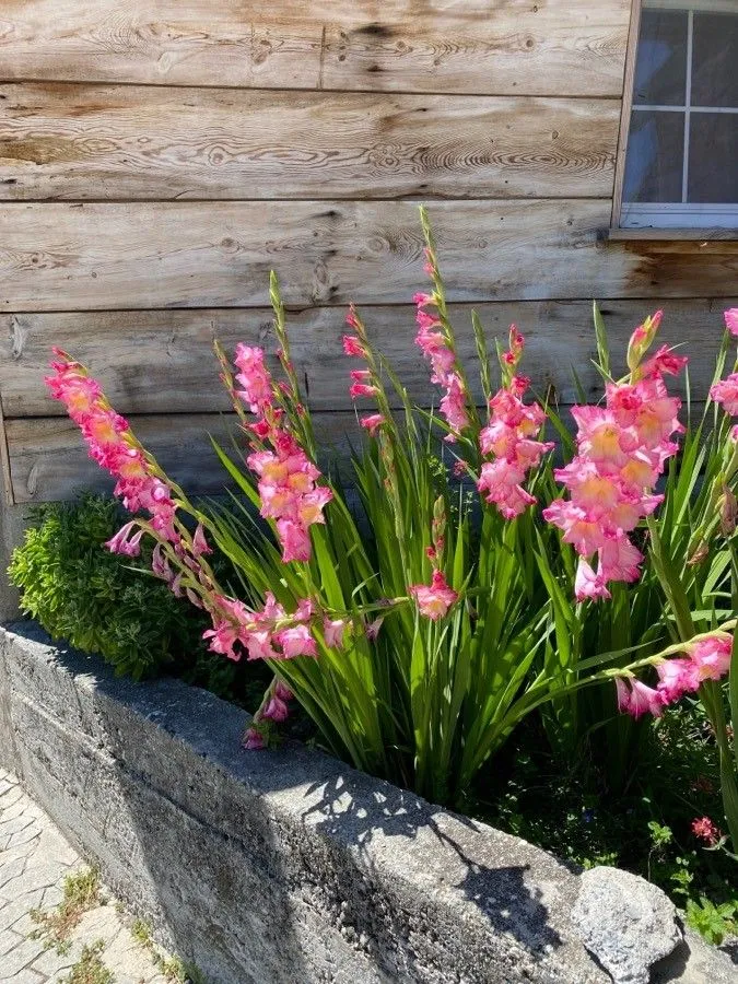 Eastern gladiolus (Gladiolus communis, Sp. Pl.: 36 (1753))