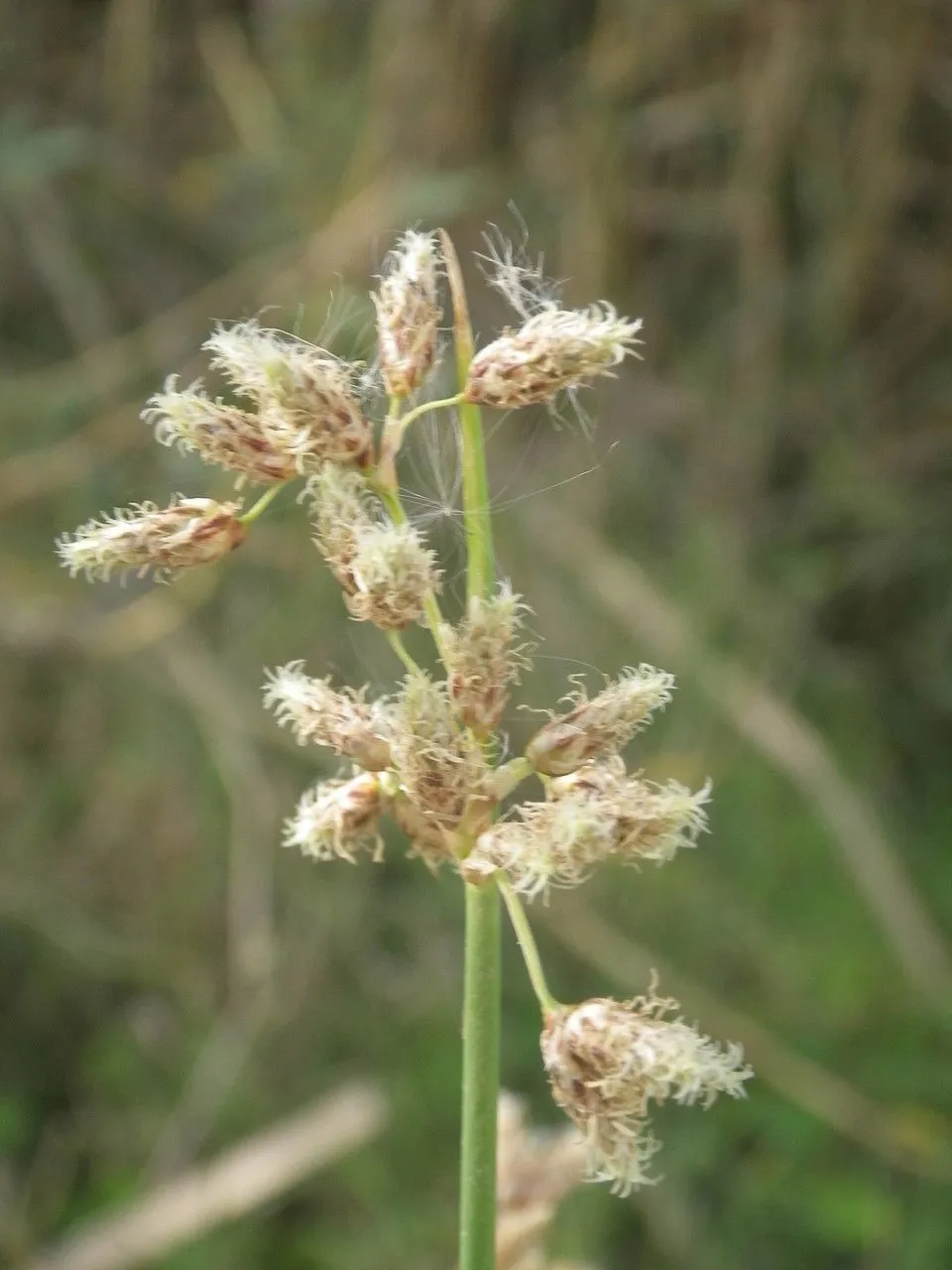 Plumes of water from the bristles (Schoenoplectus litoralis, Bot. Jahrb. Syst. 10: 299 (1888))