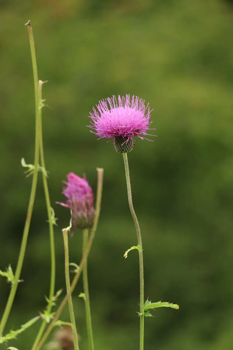 Japanese thistle (Cirsium japonicum, Prodr. 6: 640 (1838))