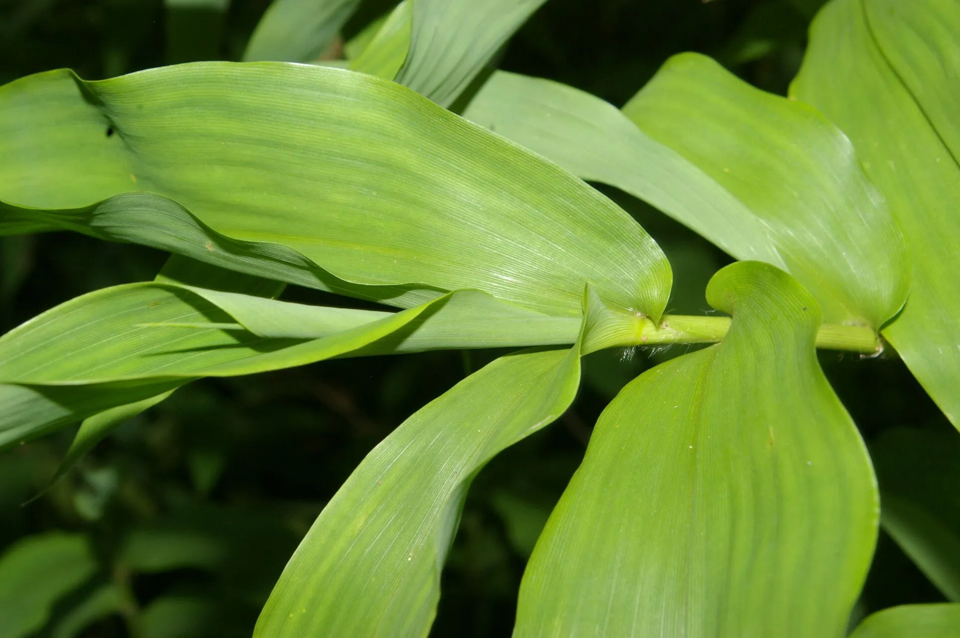 Climbing tribisee (Lasiacis ruscifolia, Proc. Biol. Soc. Washington 24: 145 (1911))