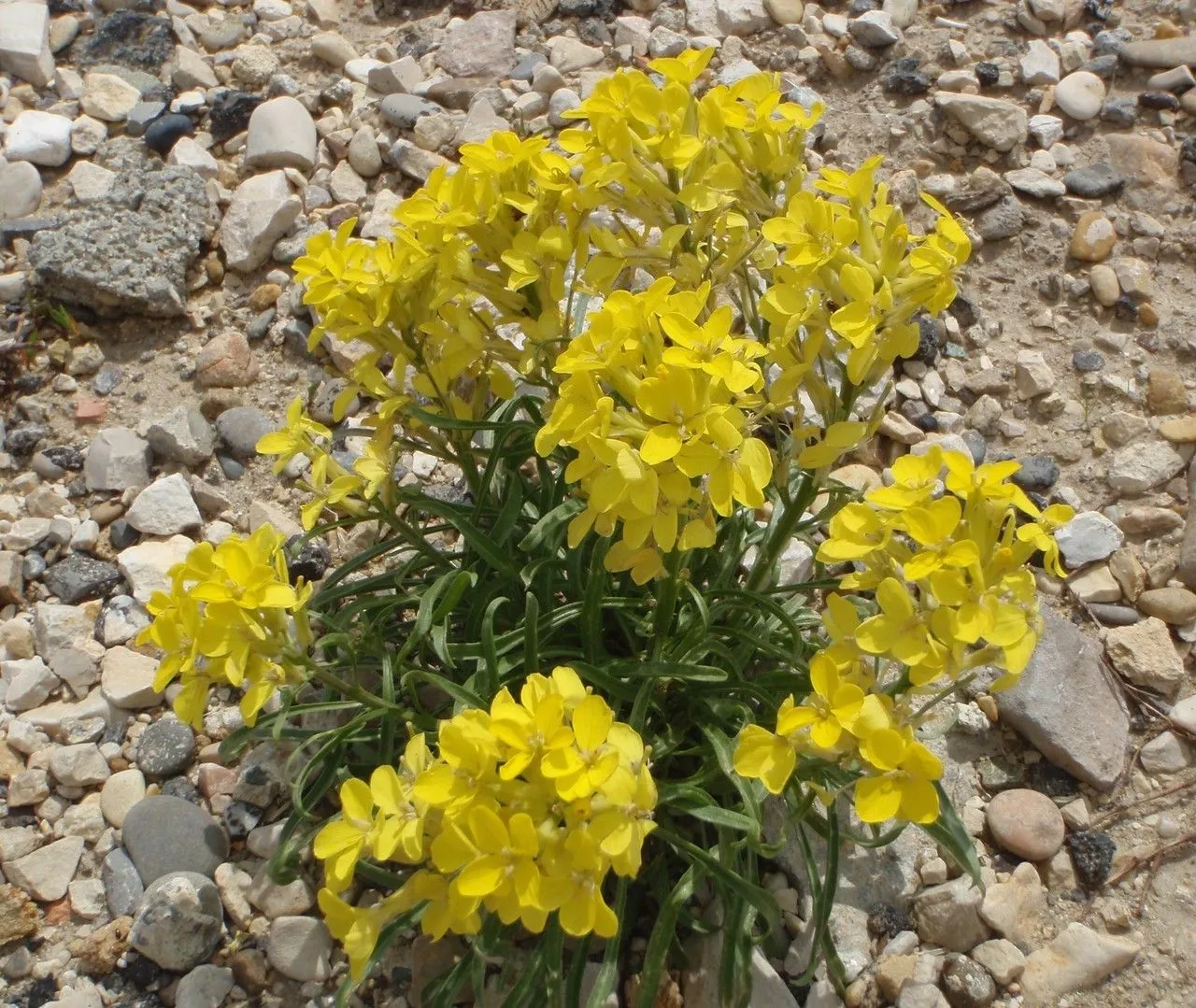 Swiss treacle-mustard (Erysimum rhaeticum, Syst. Nat. 2: 503 (1821))