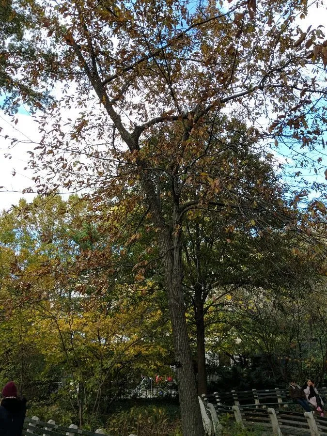 Shingle oak (Quercus imbricaria, Hist. Chênes Amér.: 15 (1801))