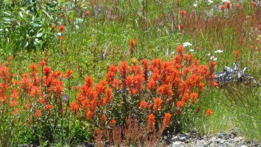 Scarlet paintbrush (Castilleja miniata, W.J.Hooker, Fl. Bor.-Amer. 2: 106 (1838))