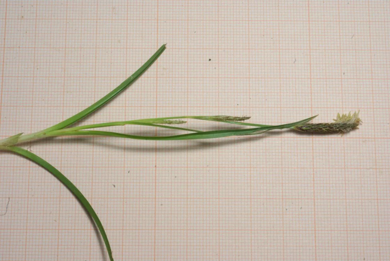 Distant sedge (Carex distans, Syst. Nat. ed. 10. 2: 1263 (1759))