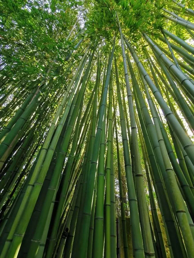 Castillon bamboo (Phyllostachys reticulata, Dendrologie 2: 356 (1873))