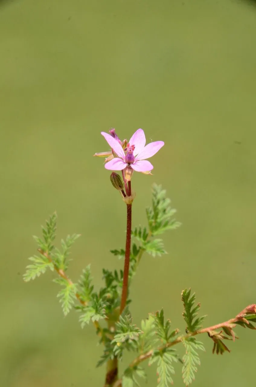 Redstem stork’s bill (Erodium cicutarium, W.Aiton, Hort. Kew. 2: 414 (1789))