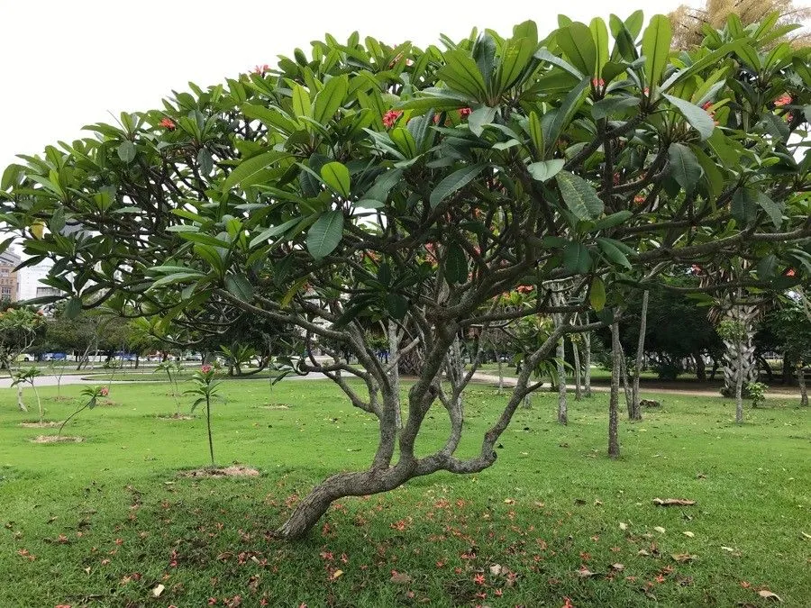 Pagoda-tree (Plumeria rubra, Sp. Pl.: 209 (1753))