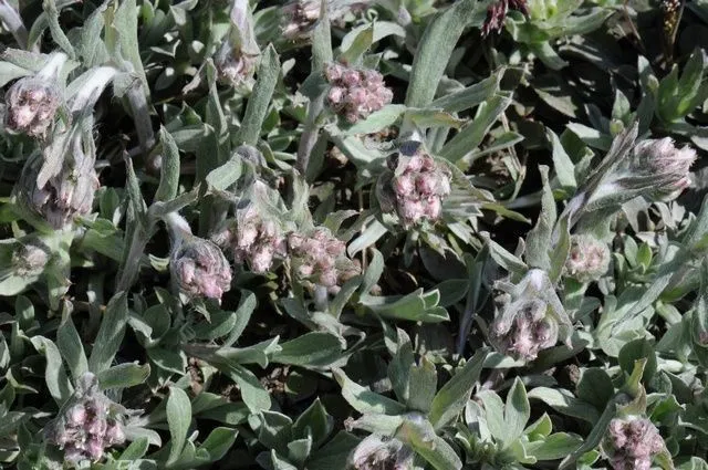 Howell’s pussytoes (Antennaria howellii, Pittonia 3(16): 174 (1897))