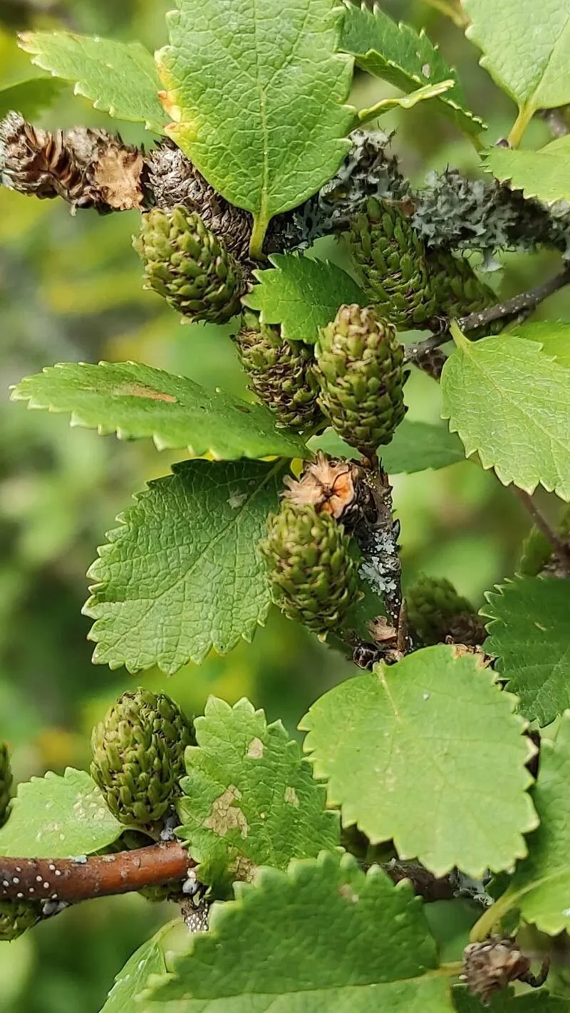 Shrubby birch (Betula humilis, Baier. Fl. 1: 420 (1789))