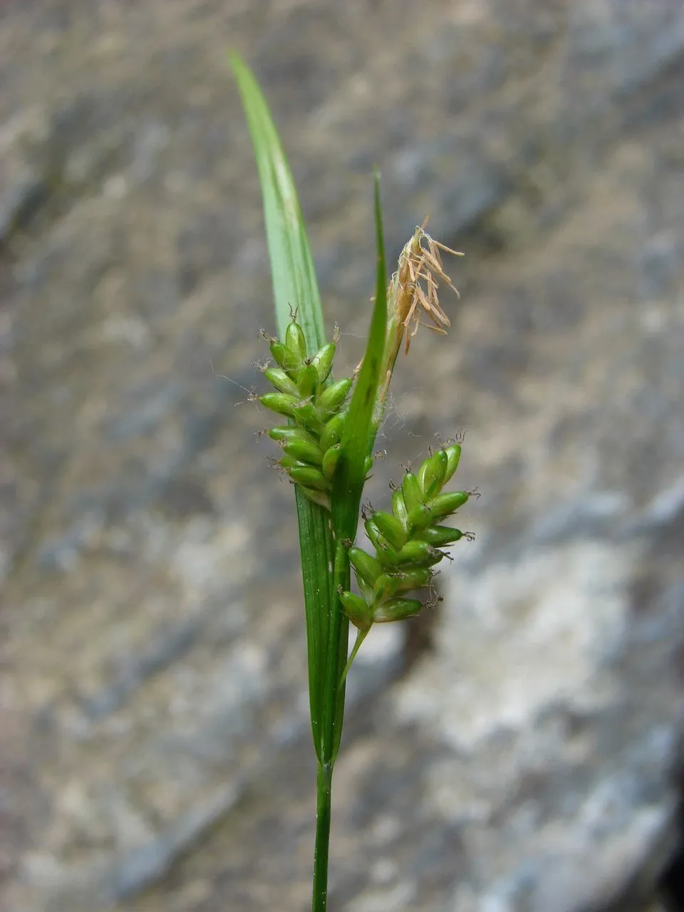 Pale sedge (Carex pallescens, Sp. Pl.: 977 (1753))