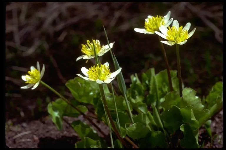 White marsh marigold (Caltha leptosepala, Syst. nat. 1:310. 1817)