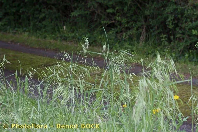 Thunberg’s brome (Bromus japonicus, Nat. Hist. 2(13): 315 (1782))