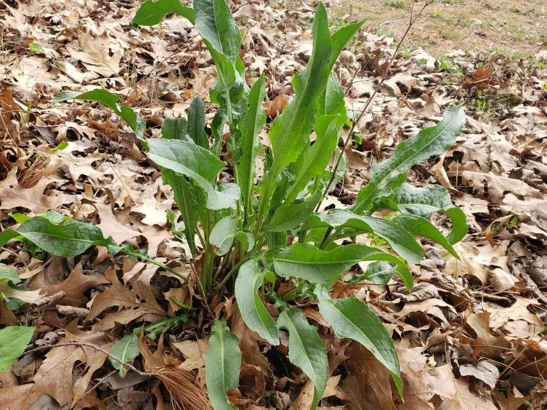 Patience dock (Rumex patientia, Sp. Pl.: 333 (1753))