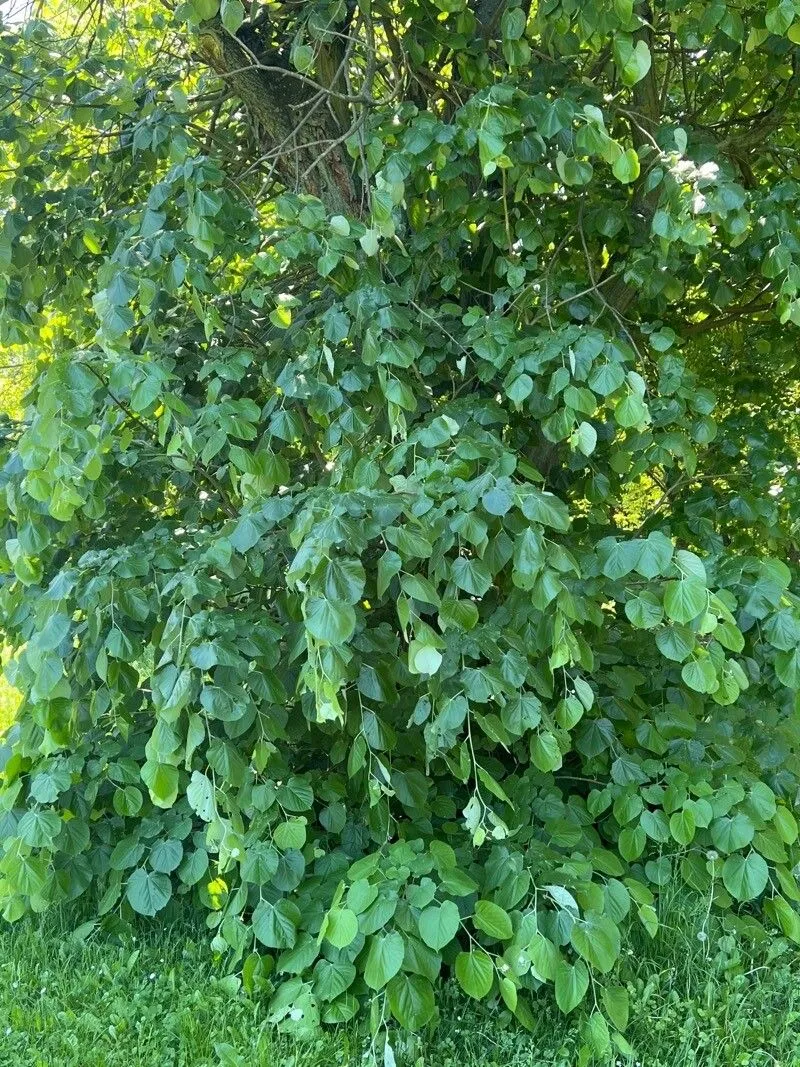 American basswood (Tilia americana, Sp. Pl.: 514 (1753))