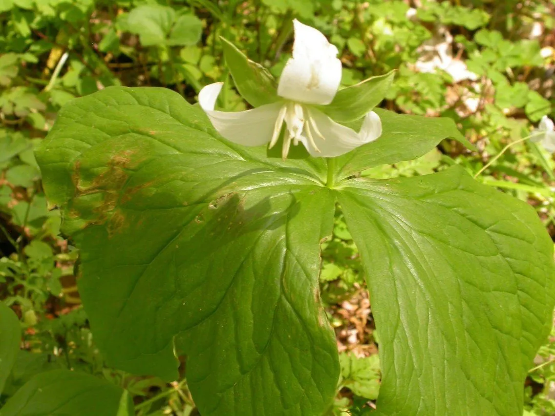 Nodding wakerobin (Trillium flexipes, Autik. Bot.: 133 (1840))