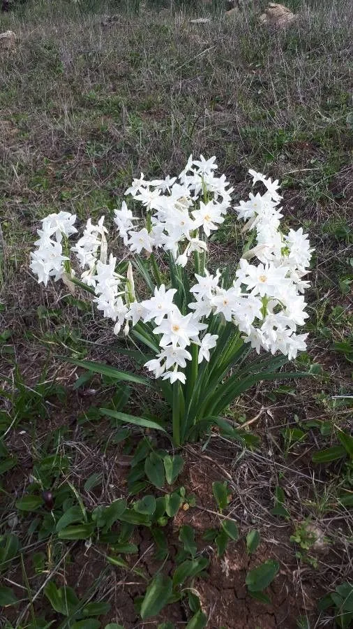 Paper-white daffodil (Narcissus papyraceus, Bot. Mag. 24: t. 947 (1806))