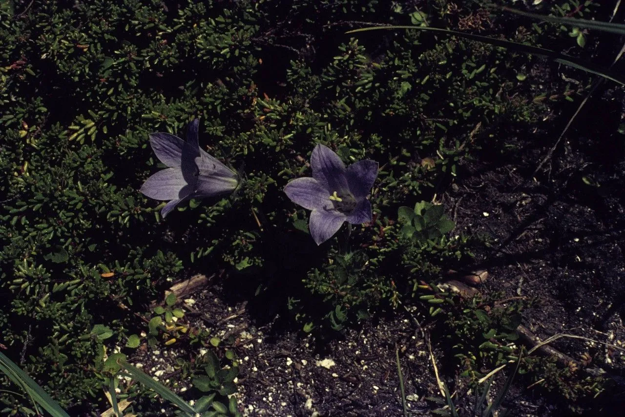 Mountain harebell (Campanula lasiocarpa, Linnaea 4: 39 (1829))