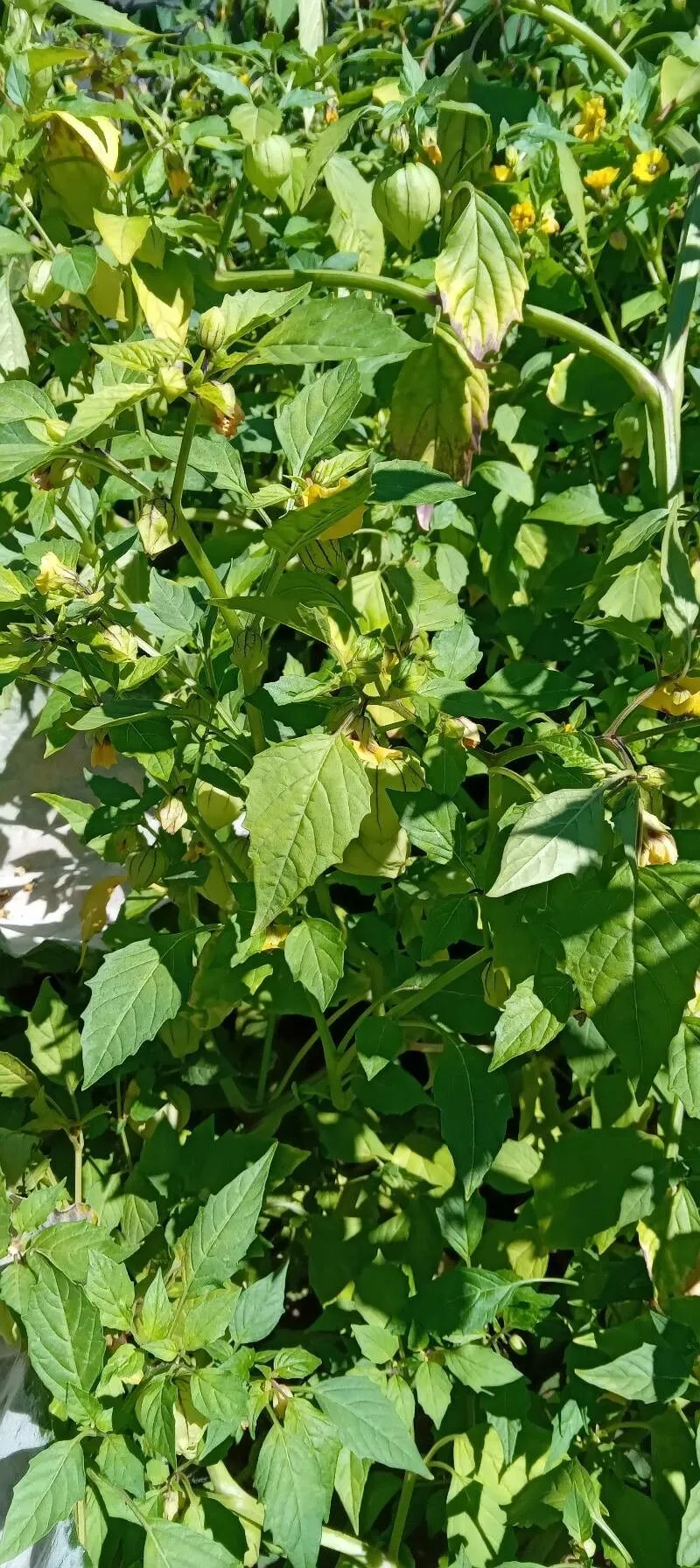 Husk-tomato (Physalis philadelphica, Encycl. 2:101. 1786)