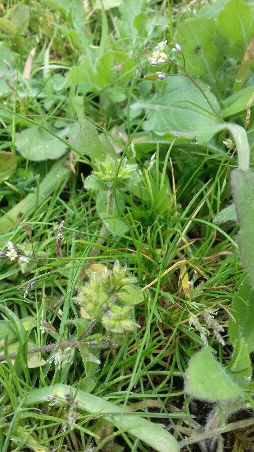 Mouse-ear chickweed (Cerastium glomeratum, Fl. env. Paris ed. 2:226. 1799)