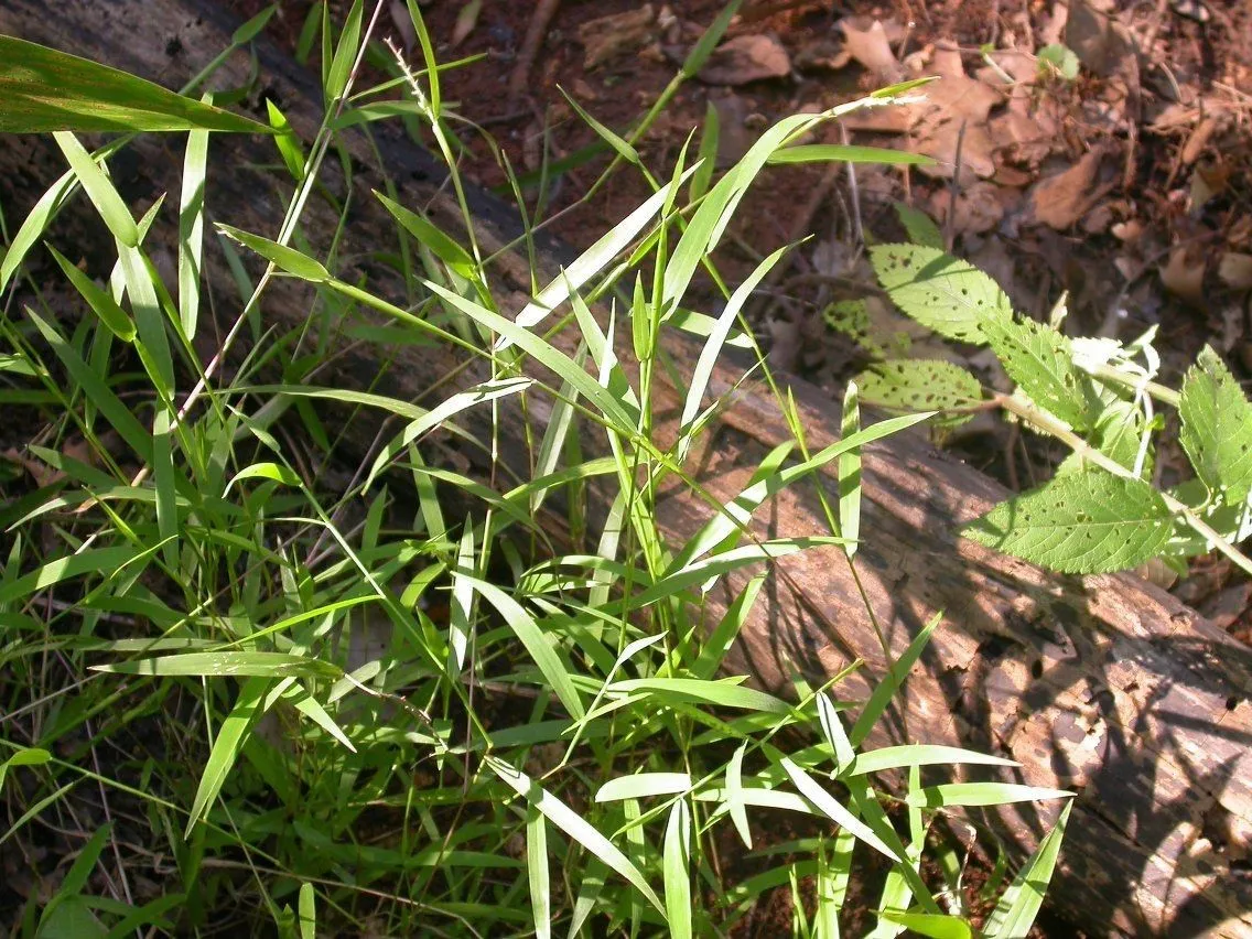 Hairy cup grass (Eriochloa villosa, Révis. Gramin. 1: 30 (1829))