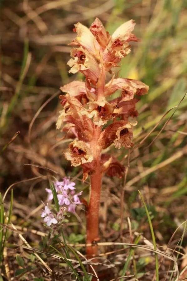 Thyme broomrape (Orobanche alba, Sp. Pl., ed. 4, 3: 450 (1800))