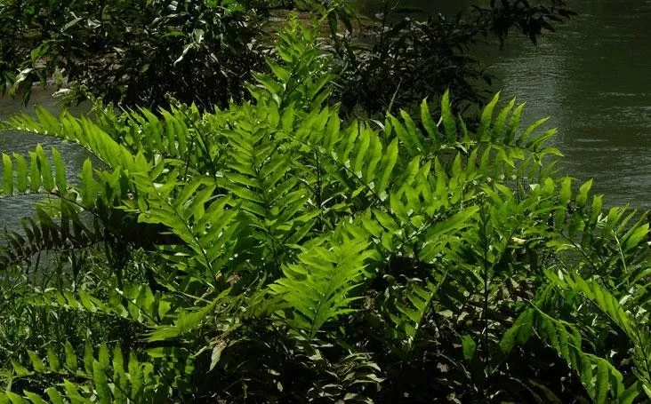 Toothed latticevein fern (Thelypteris serrata, Bull. Misc. Inform. Kew 1932: 309 (1932))