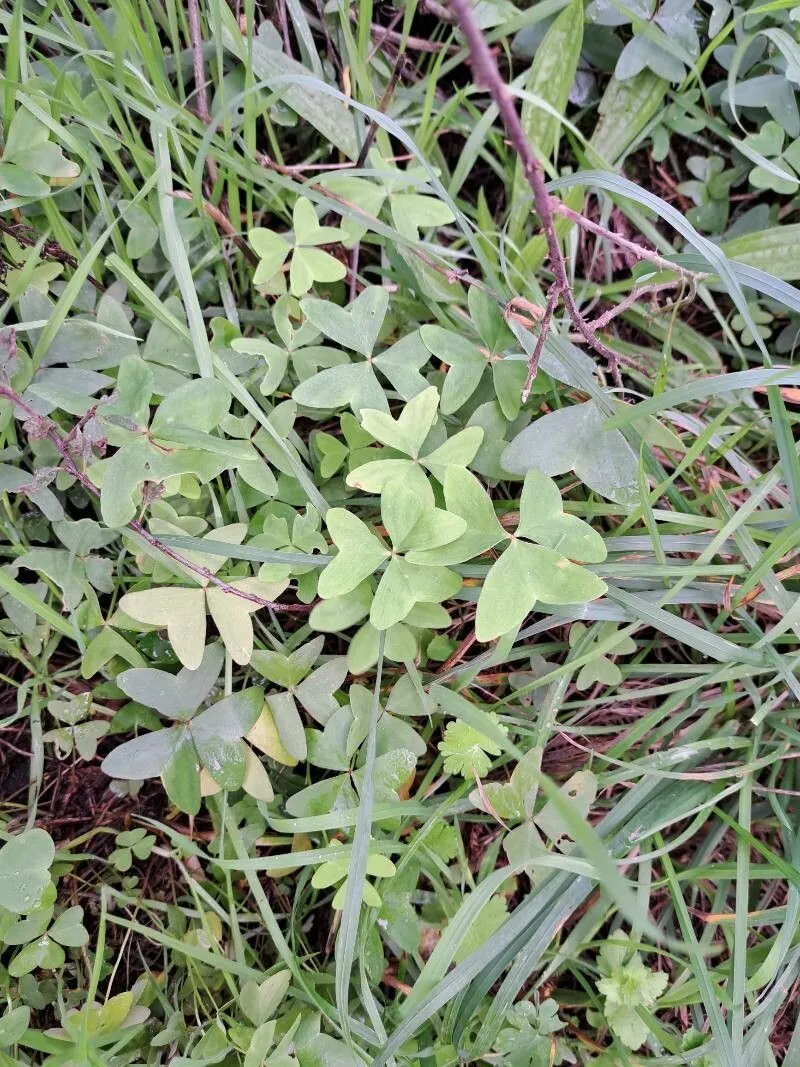 Broadleaf wood-sorrel (Oxalis latifolia, F.W.H.von Humboldt, A.J.A.Bonpland & C.S.Kunth, Nov. Gen. Sp. 5: 237 (1822))