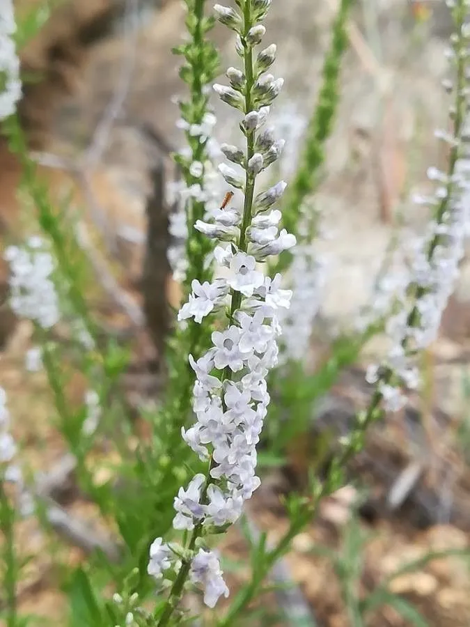 Daisy-leaved toadflax (Anarrhinum bellidifolium, Sp. Pl. ed. 4. 3: 260 (1800))