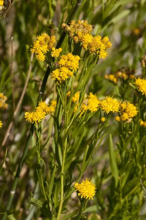 Western-goldenrod (Euthamia occidentalis, Trans. Amer. Philos. Soc., ser. 2, 7: 326 (1840))