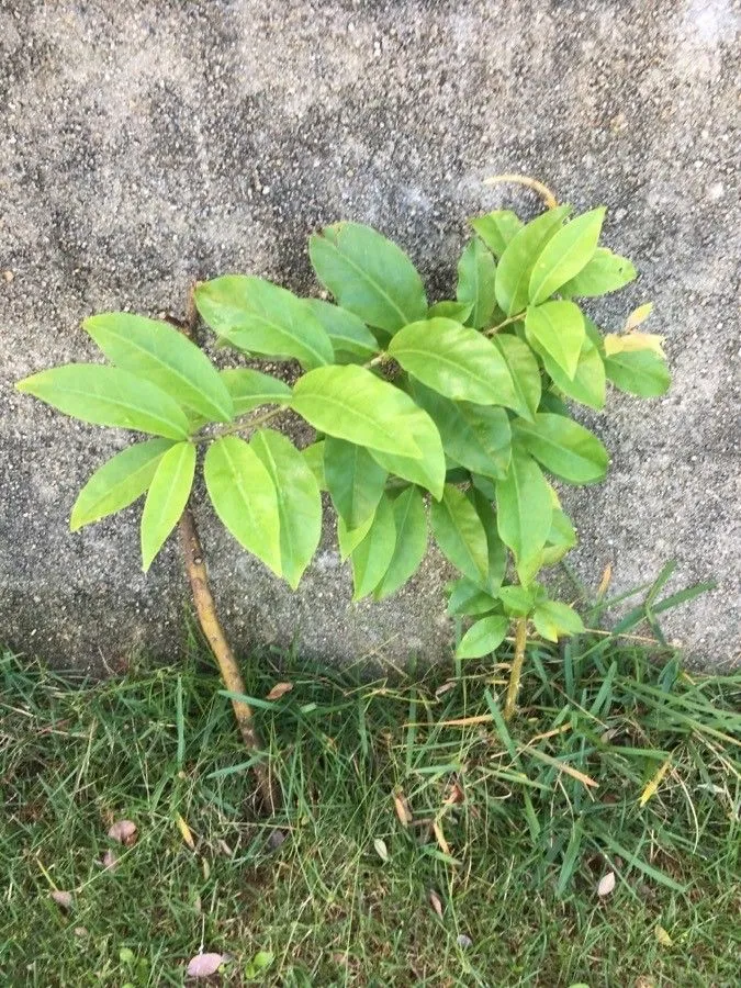 Leaf cactus (Pereskia aculeata, Gard. Dict., ed. 8. ed. 8. 1768)