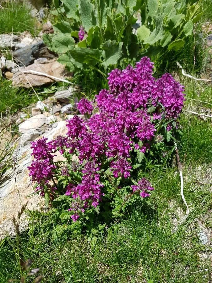 Whorled lousewort (Pedicularis verticillata, Sp. Pl.: 608 (1753))