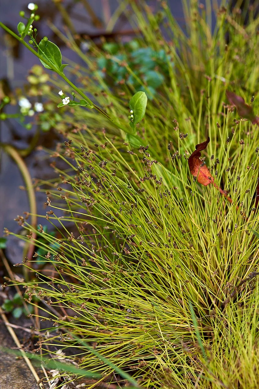 Bristleleaf bulrush (Isolepis setacea, Prodr. Fl. Nov. Holland.: 222 (1810))