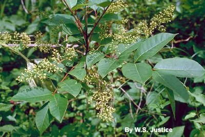 Poison sumac (Toxicodendron vernix, Revis. Gen. Pl. 1: 153 (1891))