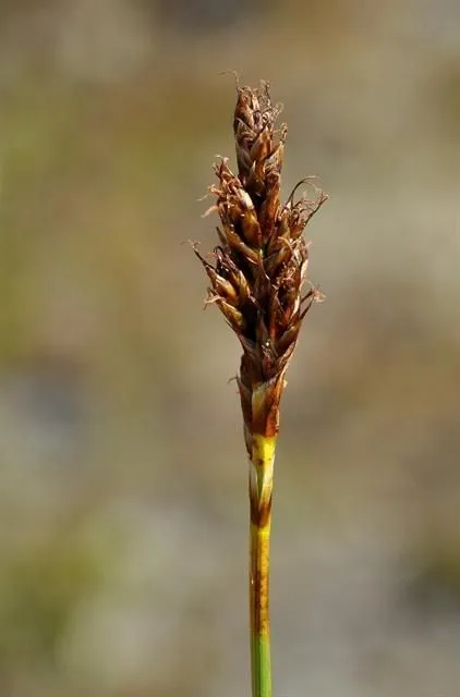 False sedge (Kobresia simpliciuscula, None)