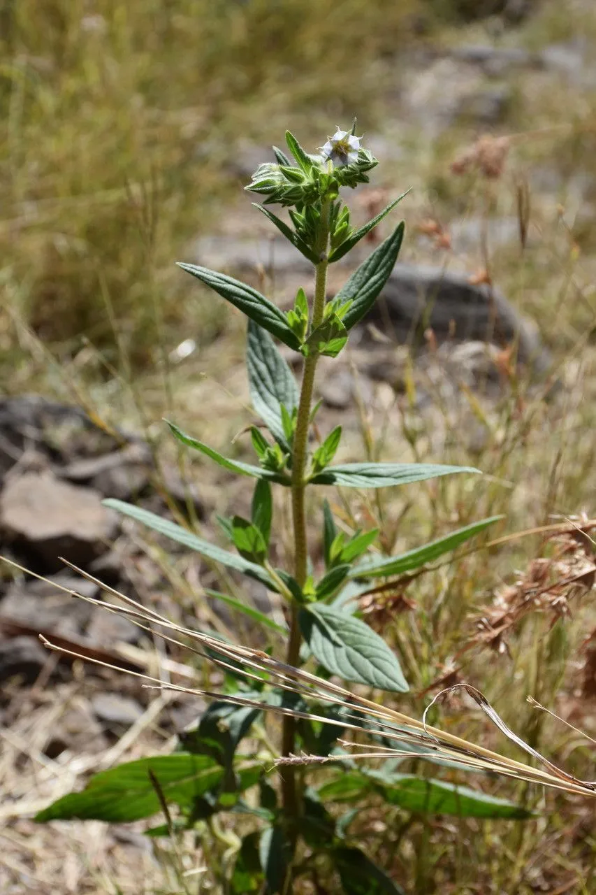 Camelbush (Trichodesma zeylanicum, Prodr. Fl. Nov. Holland.: 496 (1810))