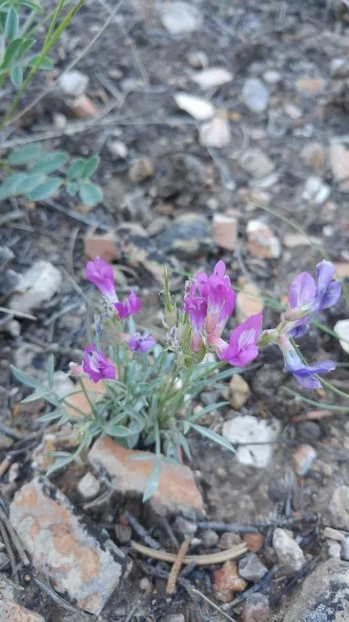 Utah sweet-vetch (Hedysarum boreale, Gen. N. Amer. Pl. 2: 110 (1818))