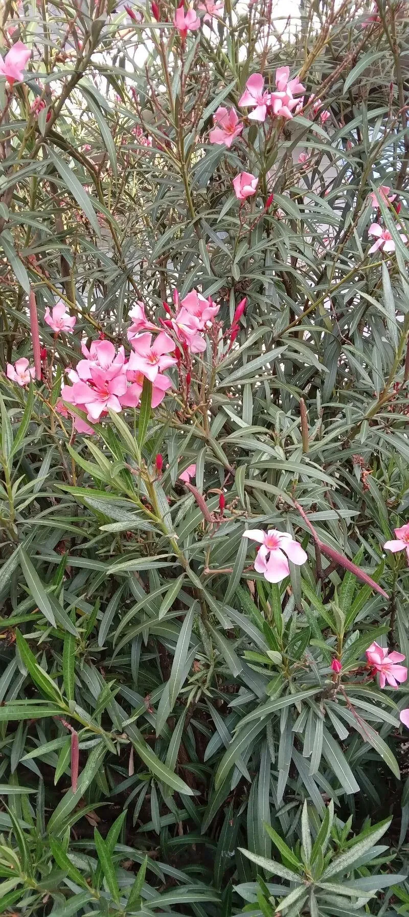 Oleander (Nerium oleander, Sp. Pl.: 209 (1753))